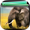 Elephant Gallery HD – Retina Wallpaper , Animal Themes and Backgrounds