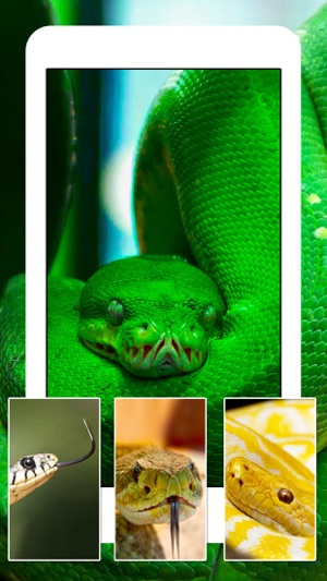 Snakes, Spiders, Lizards and Reptiles - Animals Wallpapers(圖5)-速報App