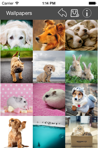 Wallpaper Collection Animals Edition - náhled