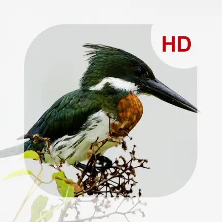 Animals & Birds HD Wallpaper - Great Collection Читы