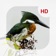 Animals & Birds HD Wallpaper - Great Collection app icon - Photo & Video app for iPhone