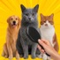 Brush Orange Cat Challenge icon