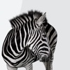 Investec Business Banking icon