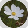 MesaClip icon