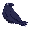 Crow: Daily Journal icon