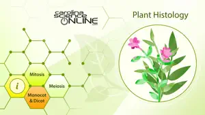 Plant Histology HD screenshot 1