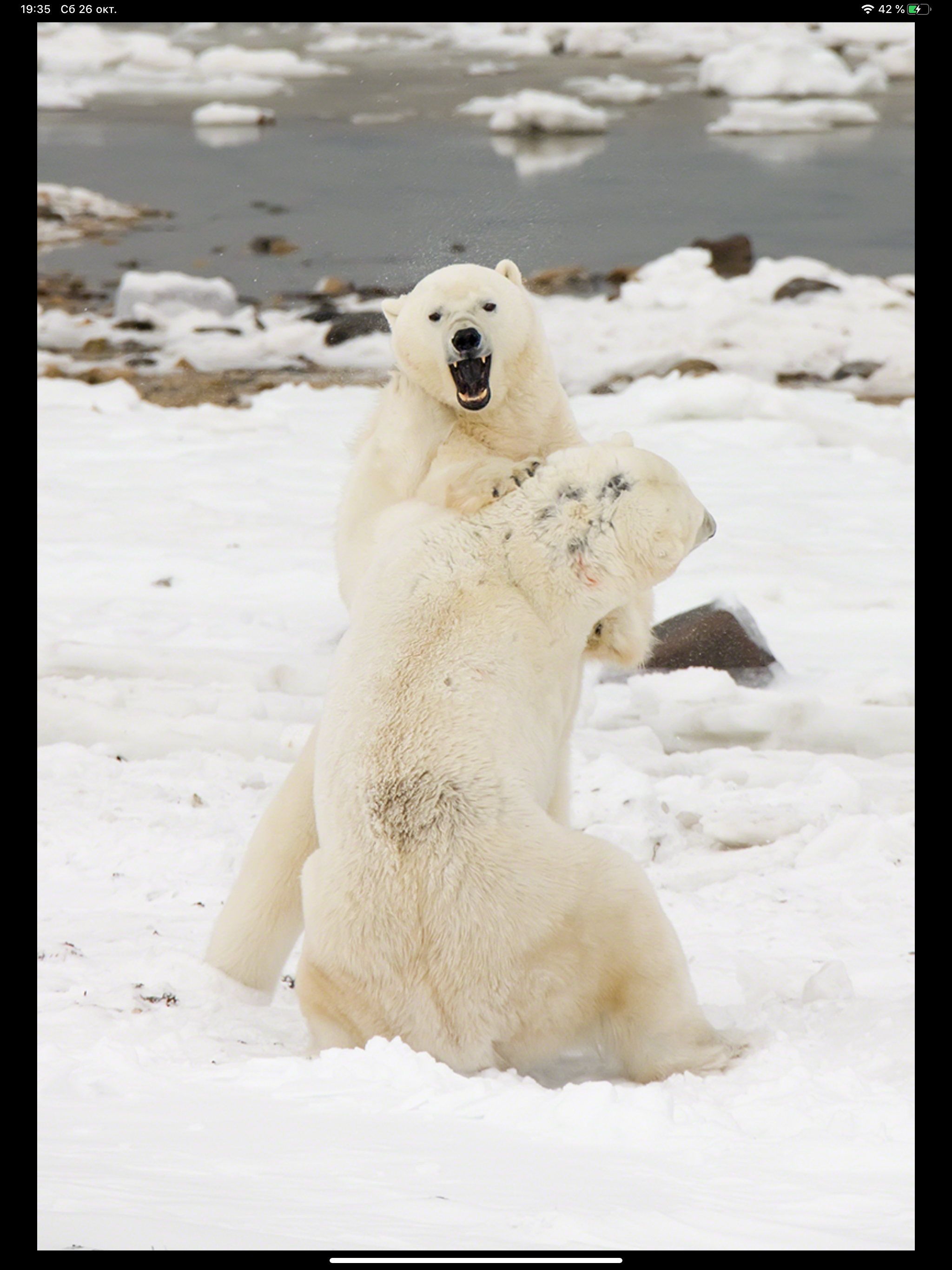 Album Polar Bears HD