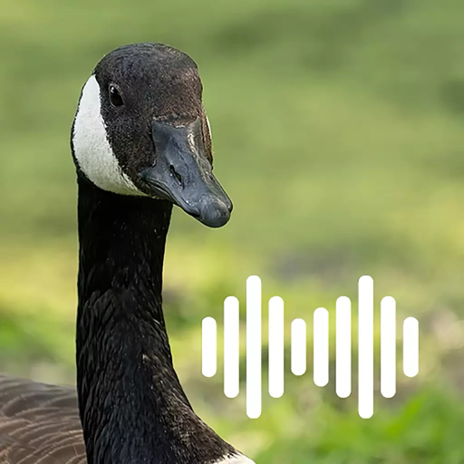 Hunting Calls: Goose