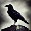 Raven Crow Flight Simulator 3d icon