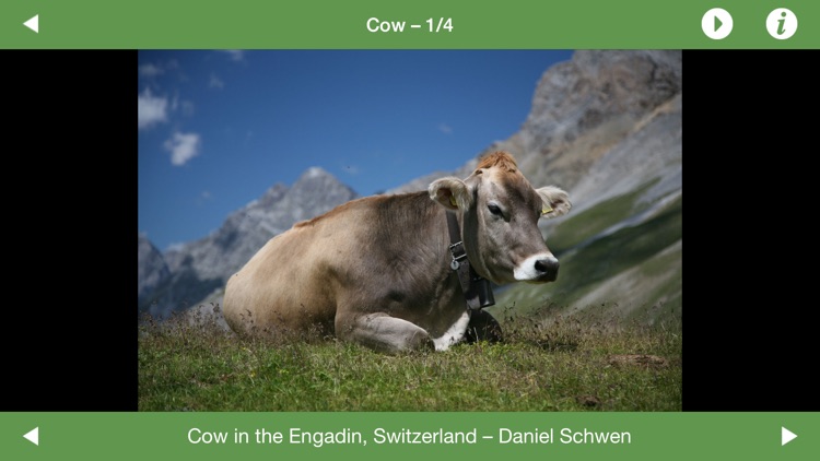 Miaou Miaou: Animal Discovery