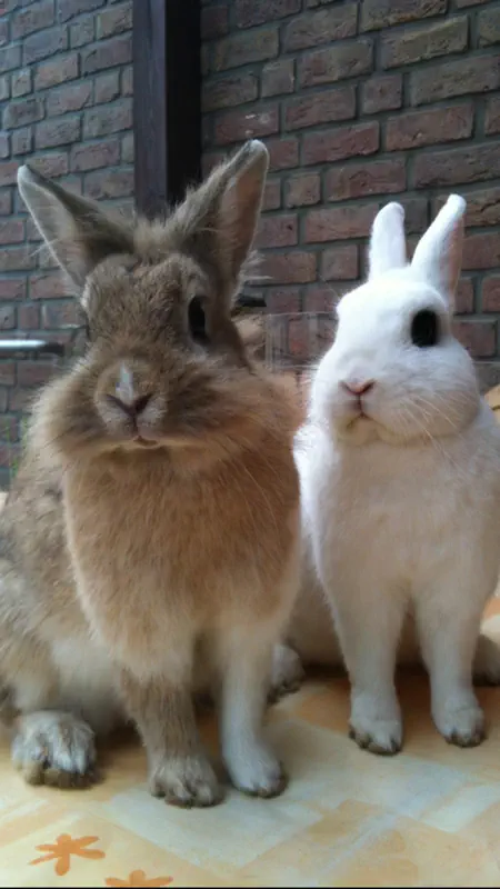 Kaninchen screenshot 1 of 4