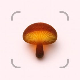 Mushroom ID+: Fungal Scanner