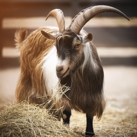 Monty Hall Game Simulation