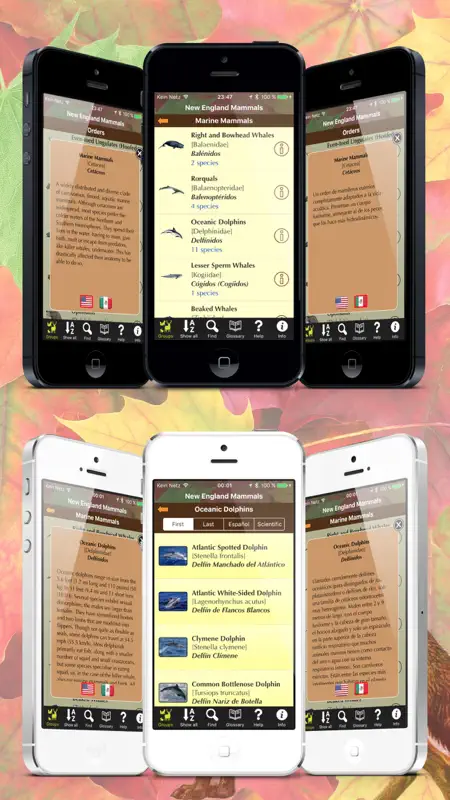 New England Mammals screenshot 3 of 5