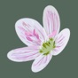 Flora of Virginia app download