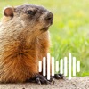 Hunting Calls: Groundhog icon