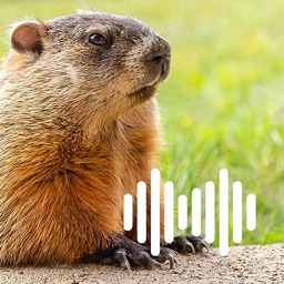 Hunting Calls: Groundhog