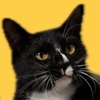 Cat Games - Cat Play Box icon