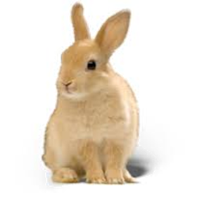 Snímky obrazovky (1) Hare