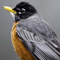 Birds of North America: Sounds app icon - Reference app for iPhone