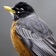 Birds of North America: Sounds app icon - Reference app for iPhone
