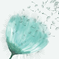 Allergy Symptom Tracker  Log