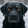 The Jungle Savage Dogs icon