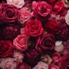 Rose Wallpapers Offline icon