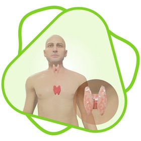 螢幕擷取畫面 (1) CloudLabs Endocrine system