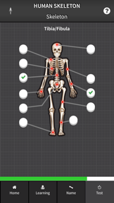 Human Skeleton: Beginner Bones screenshot