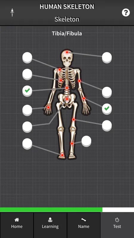 Human Skeleton: Beginner Bones screenshot 2 of 5