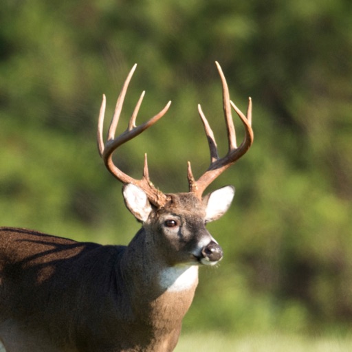 Whitetail Deer Calls