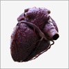 3D Heart Anatomy - iPadアプリ