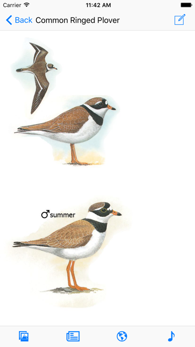 Screenshot #1 pour Birds of Western Palearctic