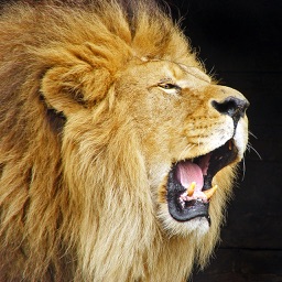 Animal Chatter
