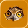 Get Birdmenu for iOS, iPhone, iPad Aso Report