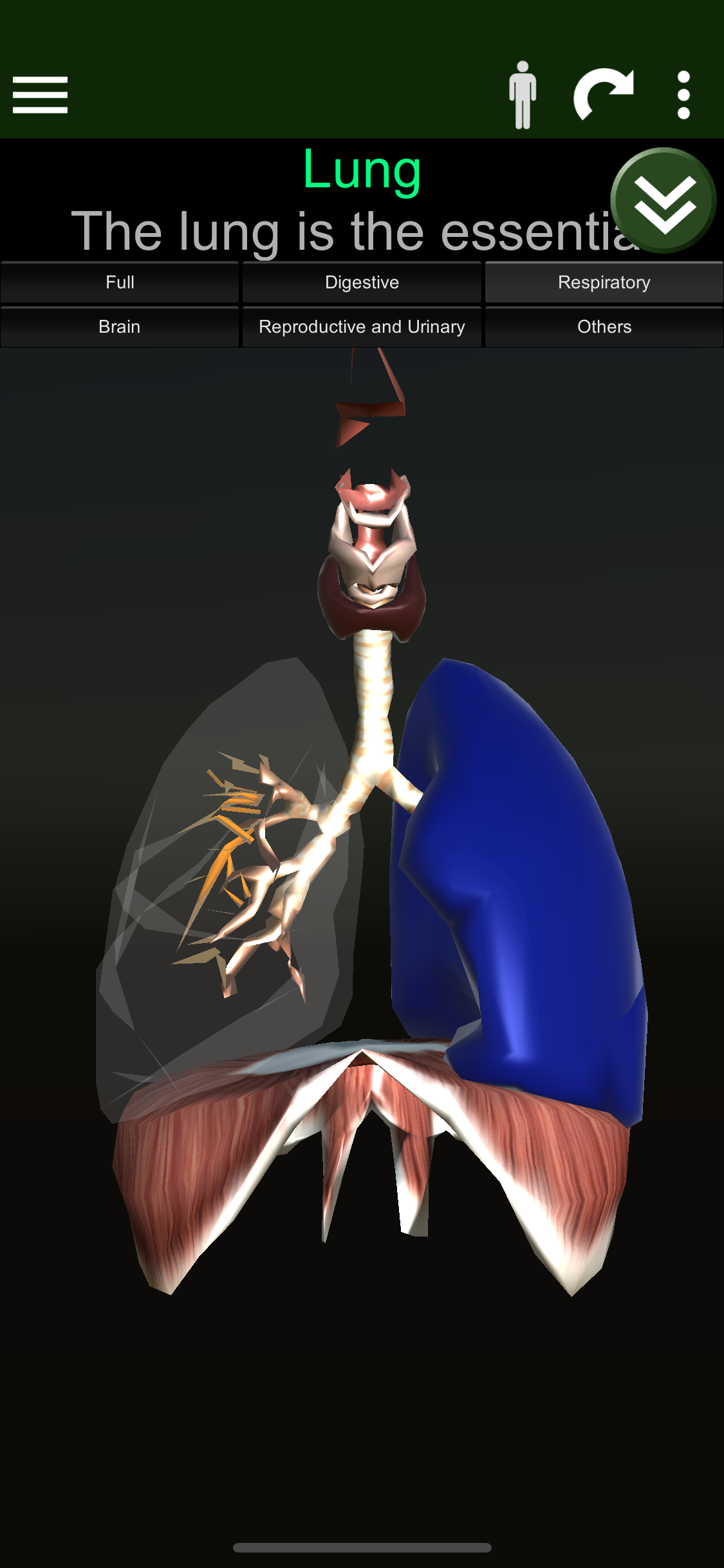 ORGANS 3D (ANATOMY) screenshot 3
