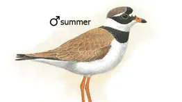birds of western palearctic iphone images 4