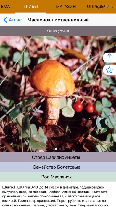 Mushrooms - Photo Identifier Screenshot