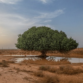 هِبات الرّوح