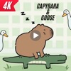 Capybara & Goose Wallpapers HD icon