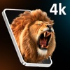 Arwa Wallpaper icon
