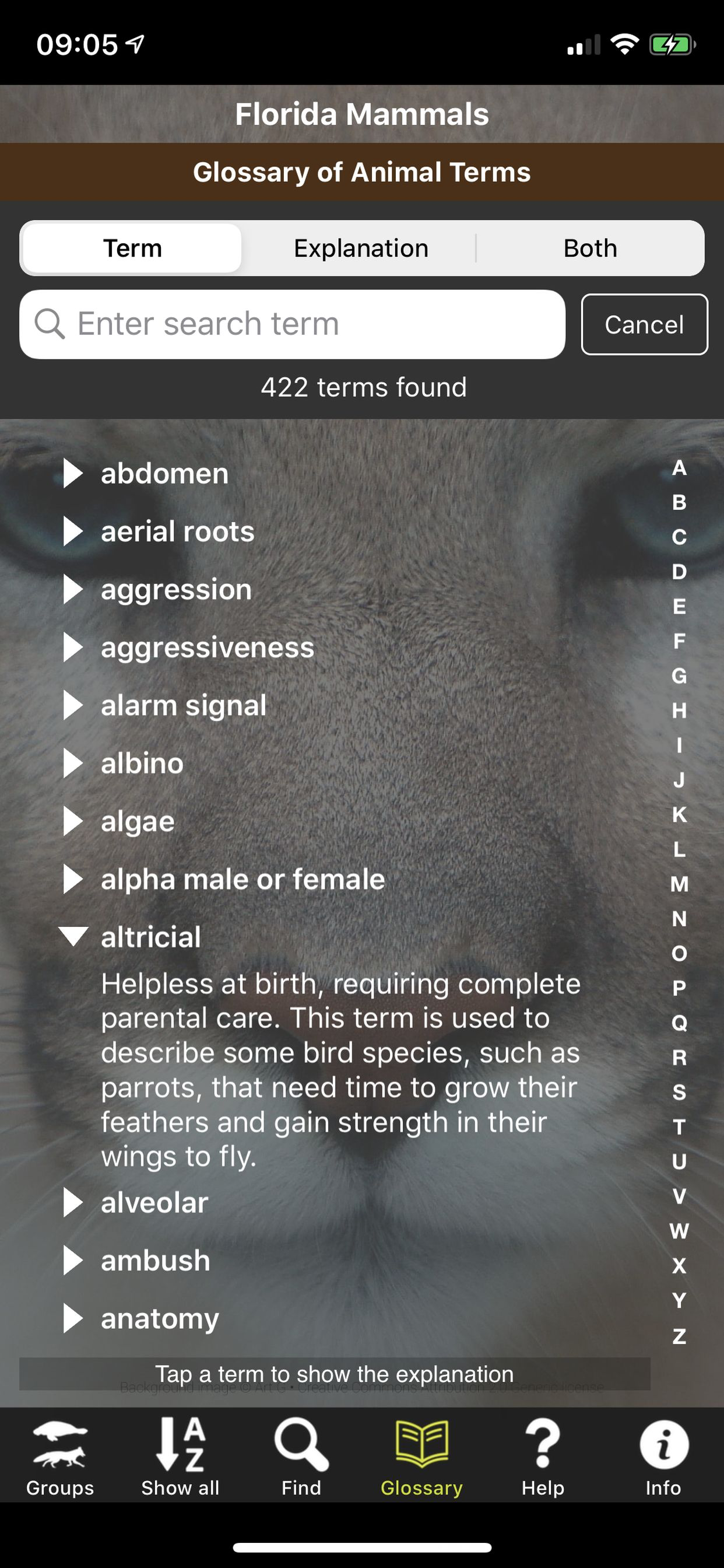 Florida Mammals