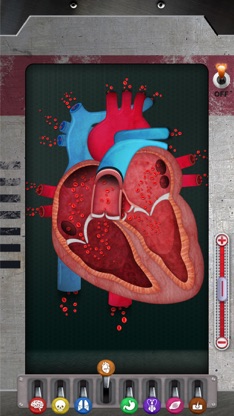 The Human Body: Learn Anatomy screenshot 6