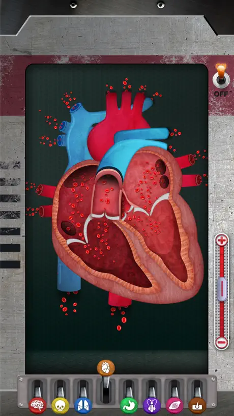 The Human Body: Learn Anatomy