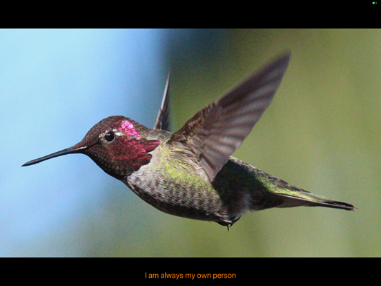 Hummingbird Moments iPad screenshot
