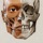 3D Anatomy for the Artist