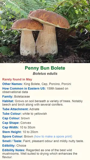 Shroomify - Mushroom ID USA screenshot 2