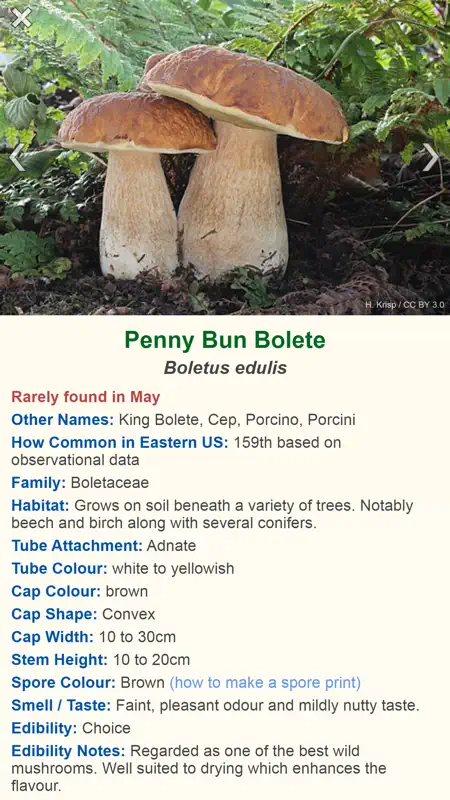 Shroomify - Mushroom ID USA screenshot 2 of 7