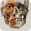 3D Anatomy for the Artists
